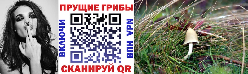 Псилоцибиновые грибы ЛСД  Купить где  Адыгейск 